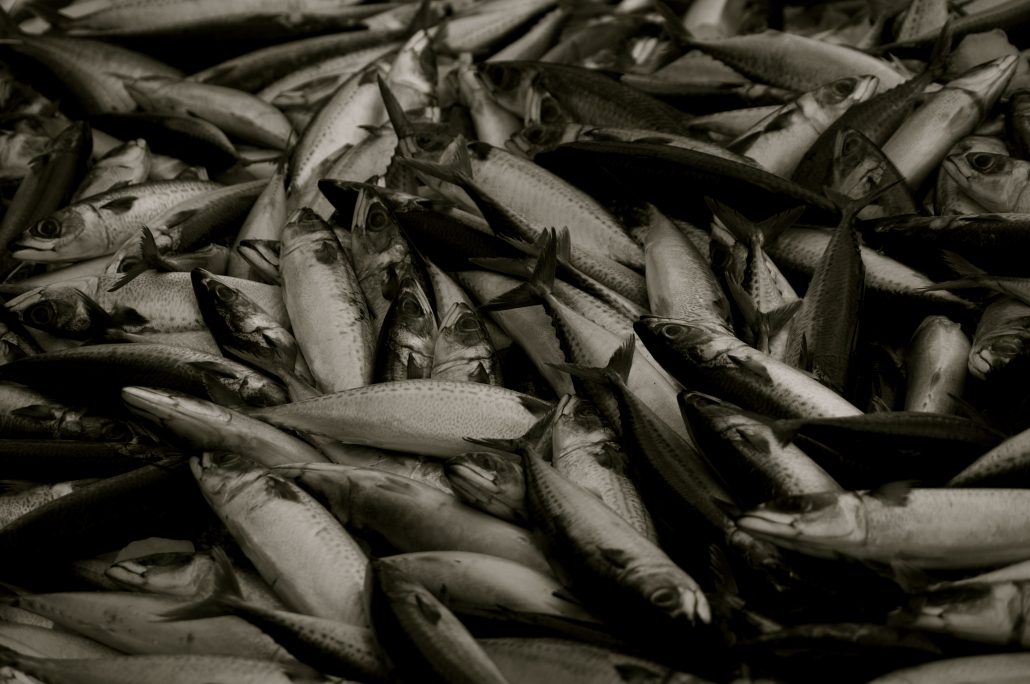 Fish black white climate fisheries impact worse economic thought global change fishing business than we stocksnap lessons catching building io Scientists Study Climate Impact on Fisheries