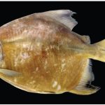 Scientists Discover New Species in the Amazon
