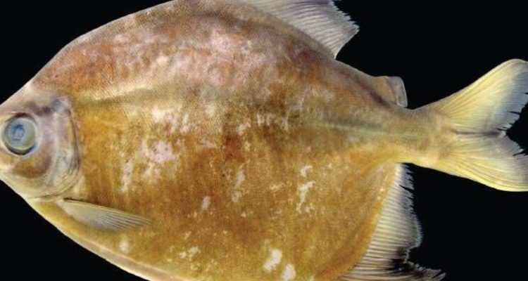 Scientists Discover New Species in the Amazon