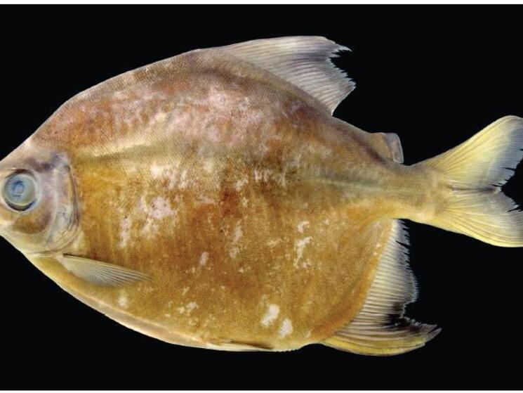 Scientists Discover New Species in the Amazon