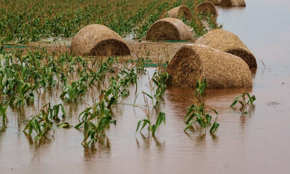 Farmers Adapt to Extreme Weather Patterns