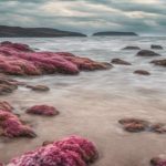Scientists Call for Urgent Ocean Protection