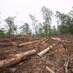 Animal Species Threatened by Habitat Loss