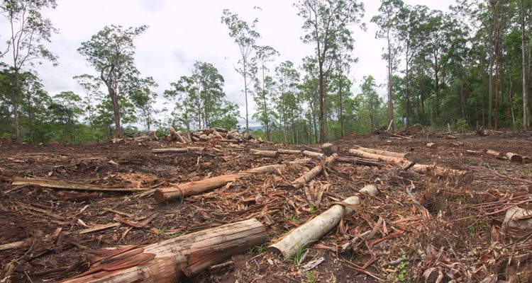 Animal Species Threatened by Habitat Loss