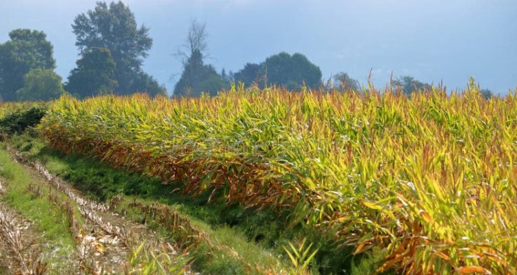 Drought Conditions Worsen in Agricultural Zones