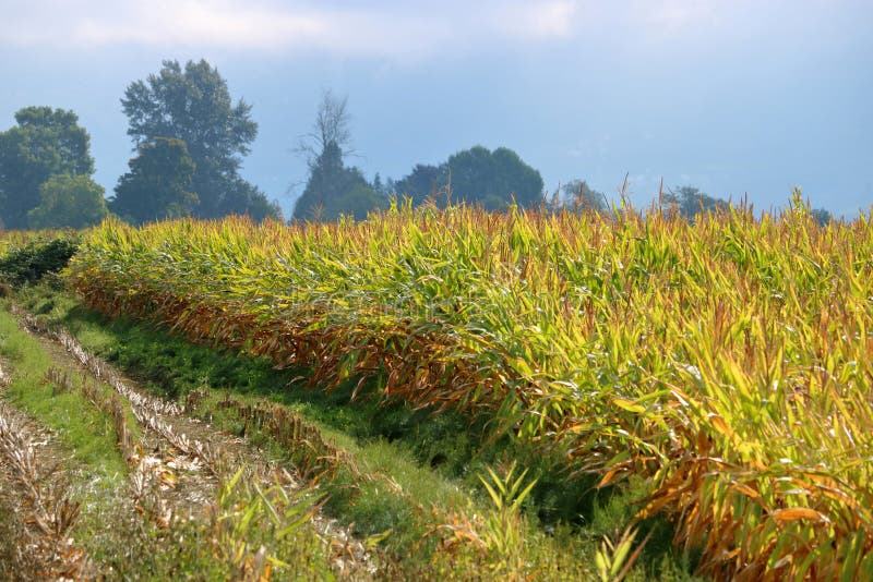 Drought Conditions Worsen in Agricultural Zones