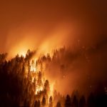 Wildfires Continue to Devastate Forest Regions