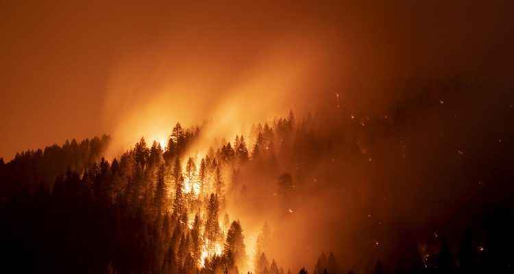 Wildfires Continue to Devastate Forest Regions