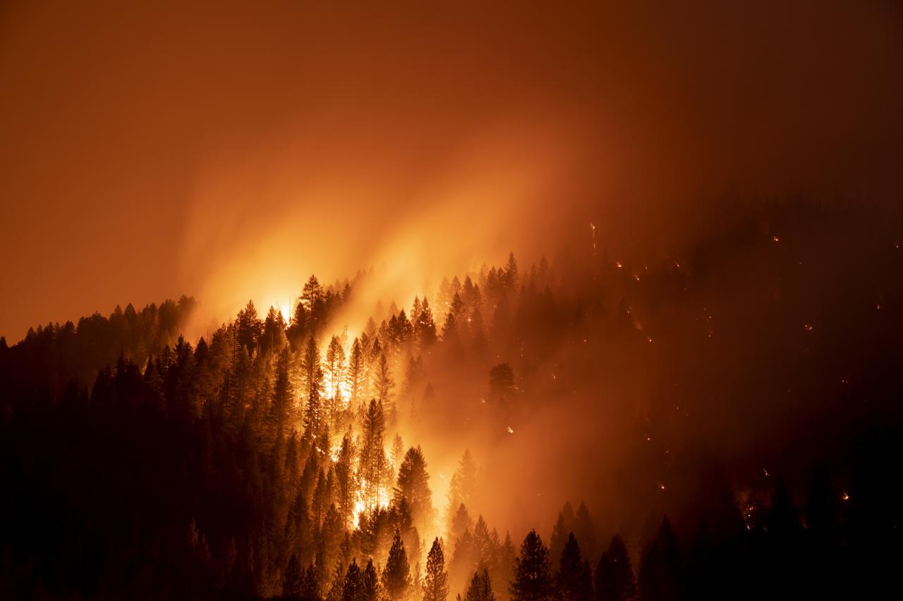 Forests wildfires back bounce becoming able less fire Wildfires Continue to Devastate Forest Regions